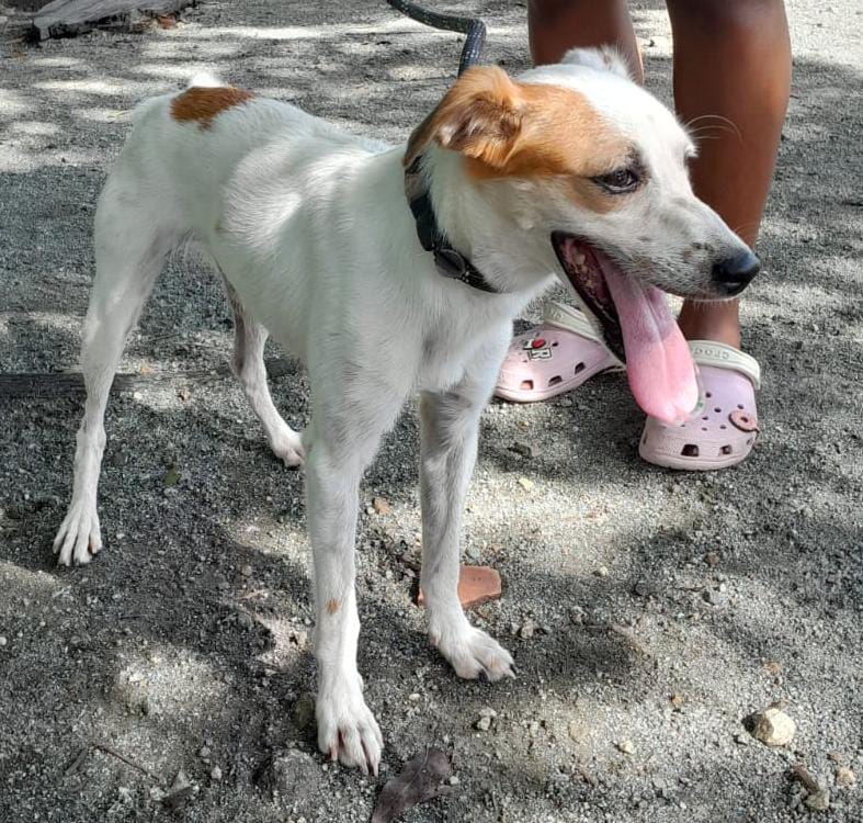 Sparkle — available for adoption at TTSPCA Tobago
